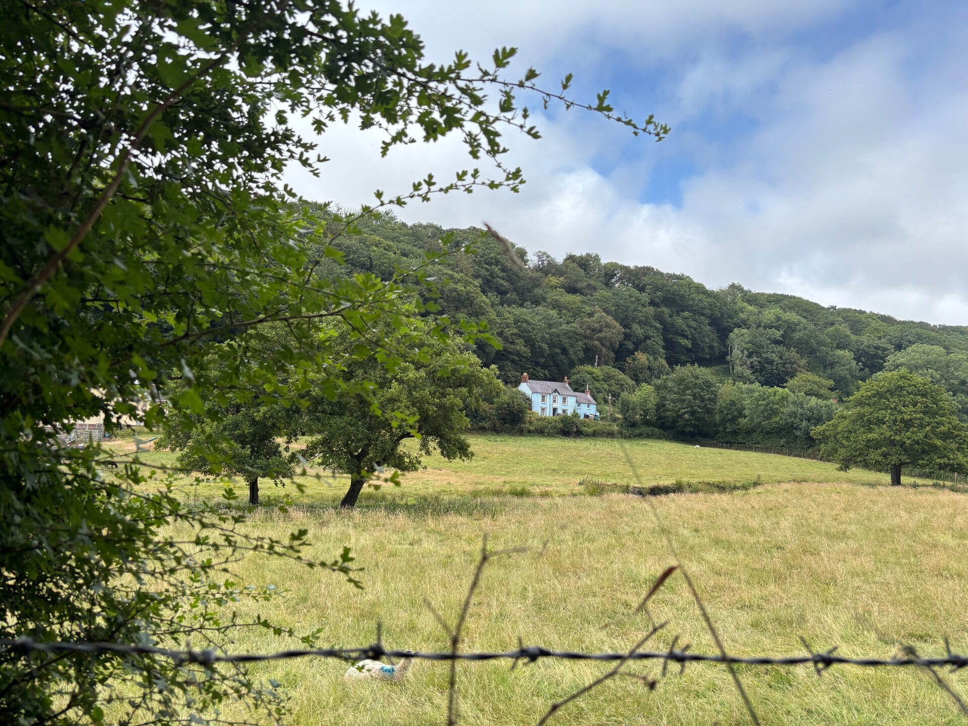 Bessies across the fields in Pontfaen