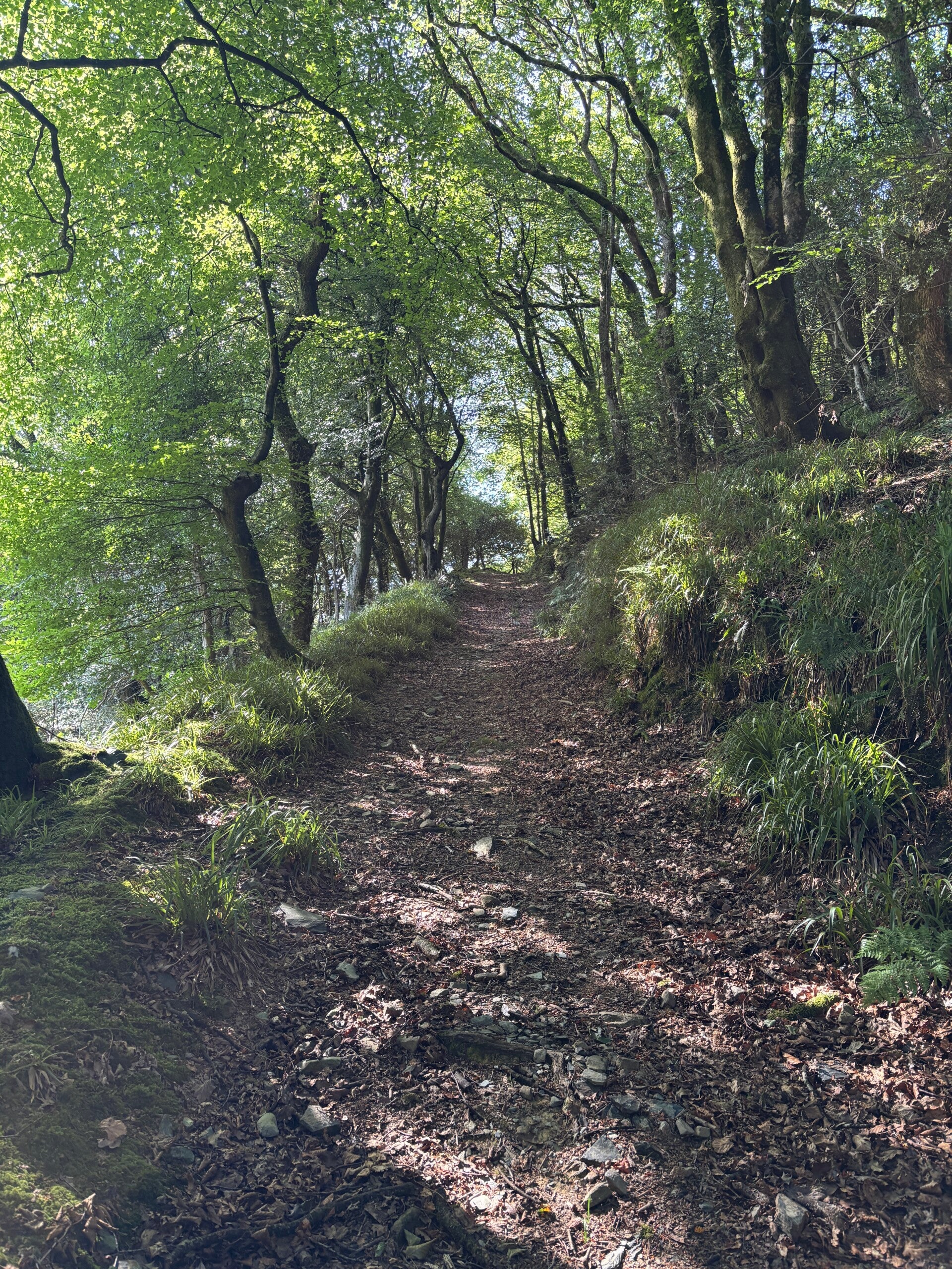 Path through Allt Pen-Gegin-Uchaf