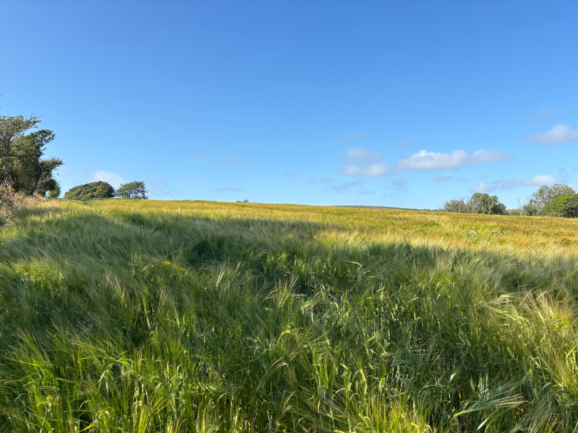 Fields of wheat near Pen Gegin Uchaf Farm