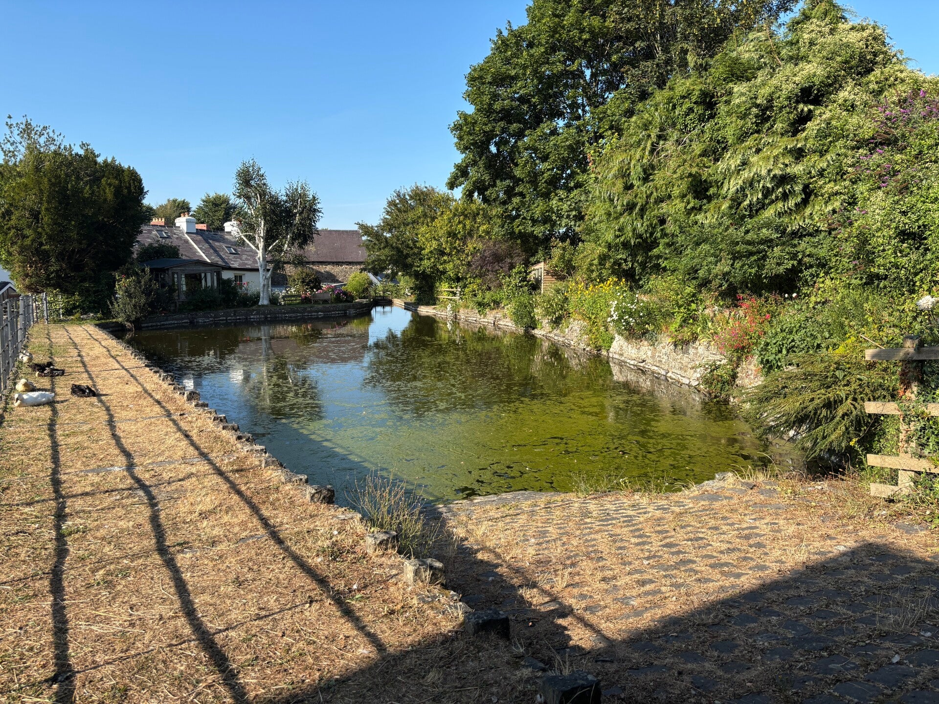 Abbey pond feeds the flour mill-St Dogmaels