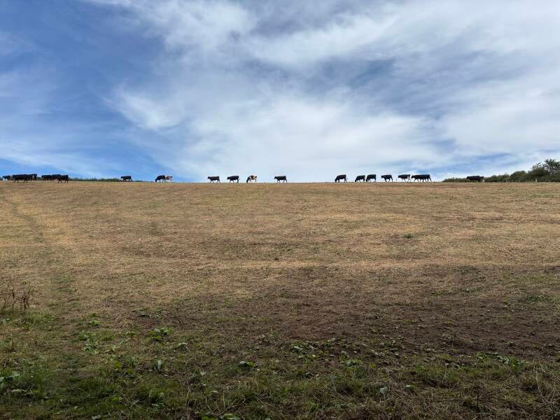 Cows on the horizon-near Ludgvan
