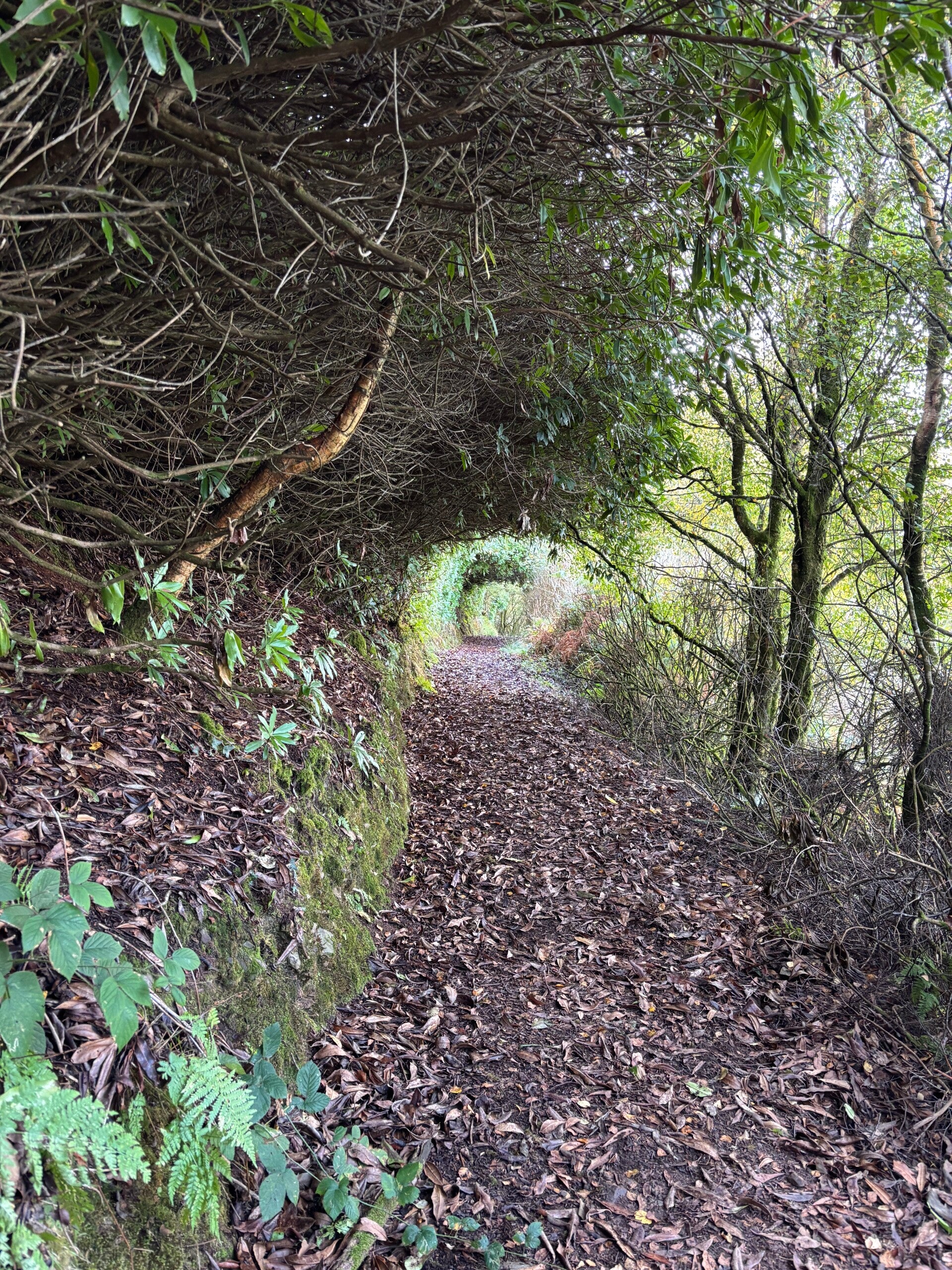 South West Coast Path near Glenthorne Cliffs
