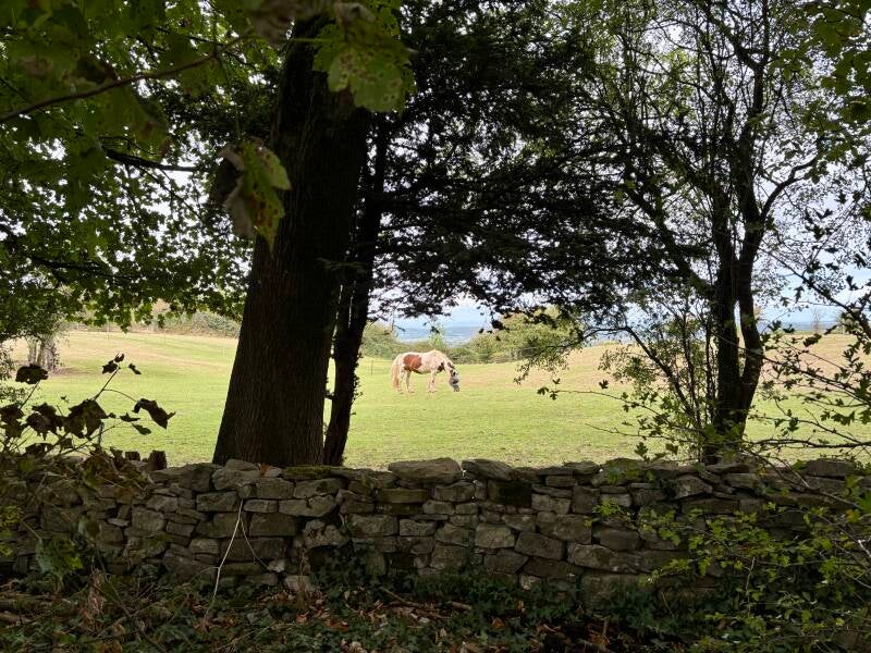Horse grazing on Backwell Hill