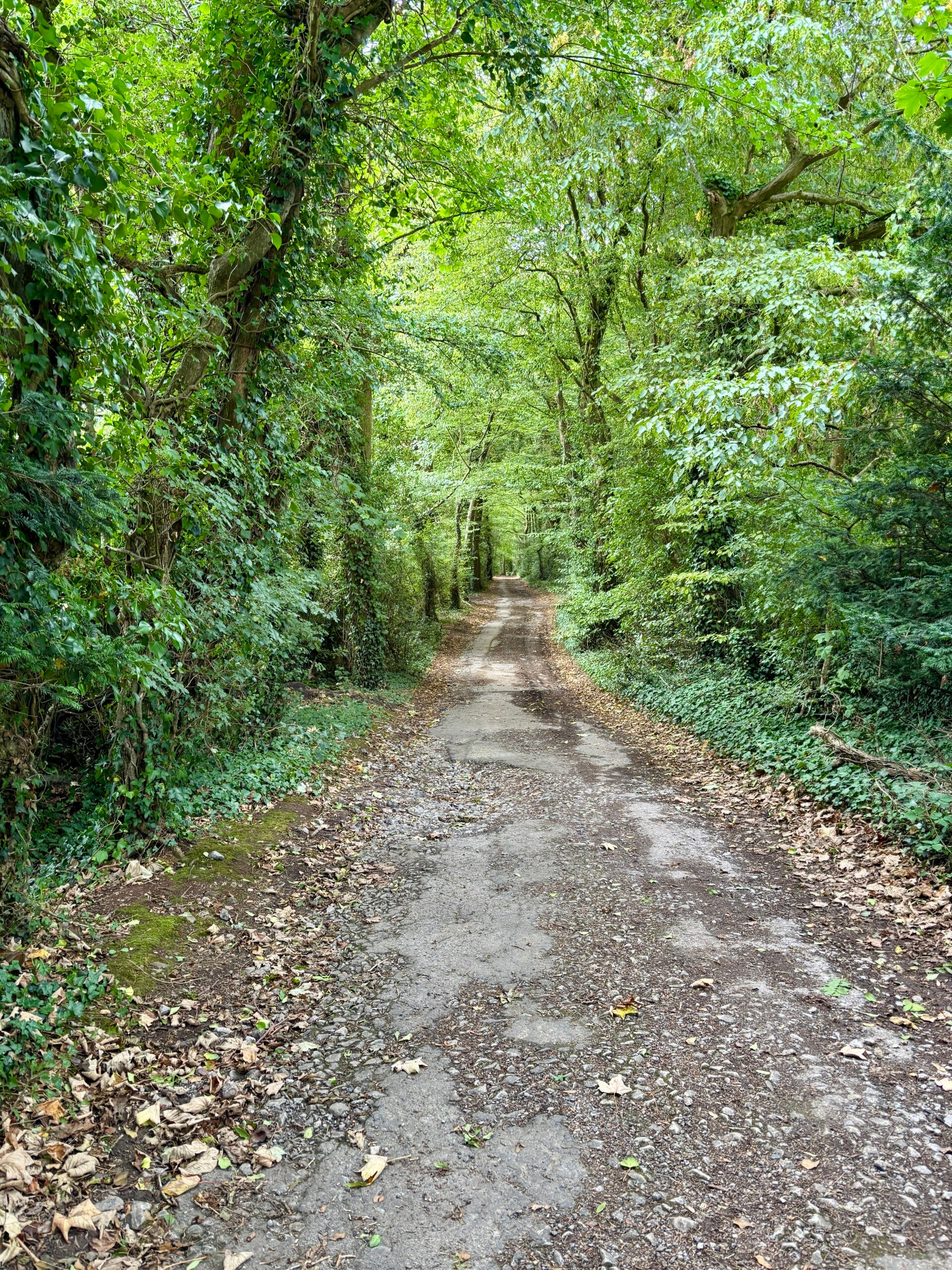 Woodland Walk down to Chelvey Batch