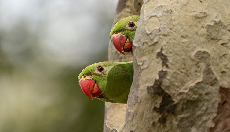 Rose-ringed parakeet