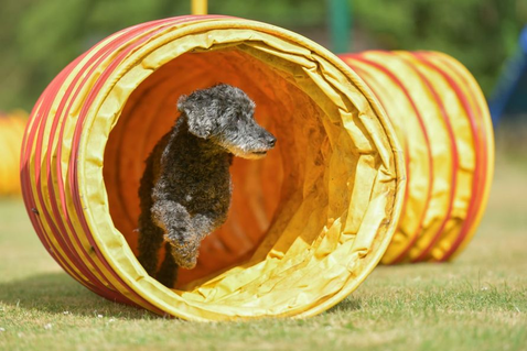 Mobility Hund läuft durch Tunnel