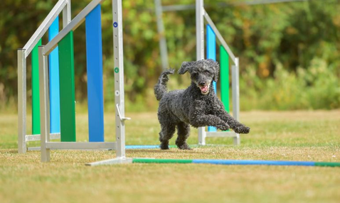 Agility und Mobility