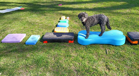 Balancieren Hund trainiert Muskulatur