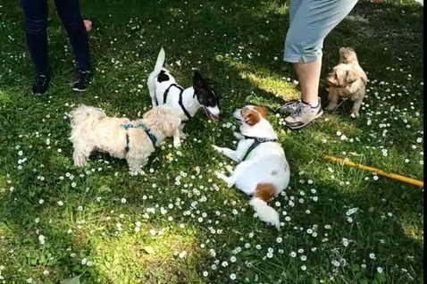 Freispiel Hunde und Kommunikation