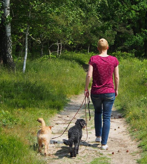 Leinenführigkeit Hundeschule