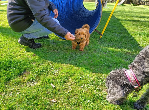 Agility Training Welpenschule