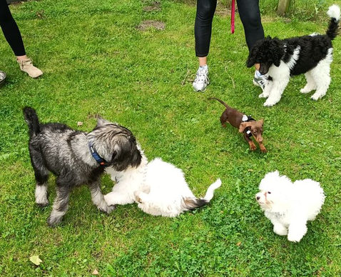 Welpen spielen in der Welpenschule