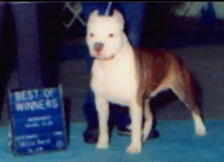 CH. Gaff's Rumor Has It's Snow Cap.  American Staffordshire Terrier 