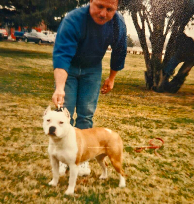  Rumor Has Its Star,  American Pit Bull Terrier