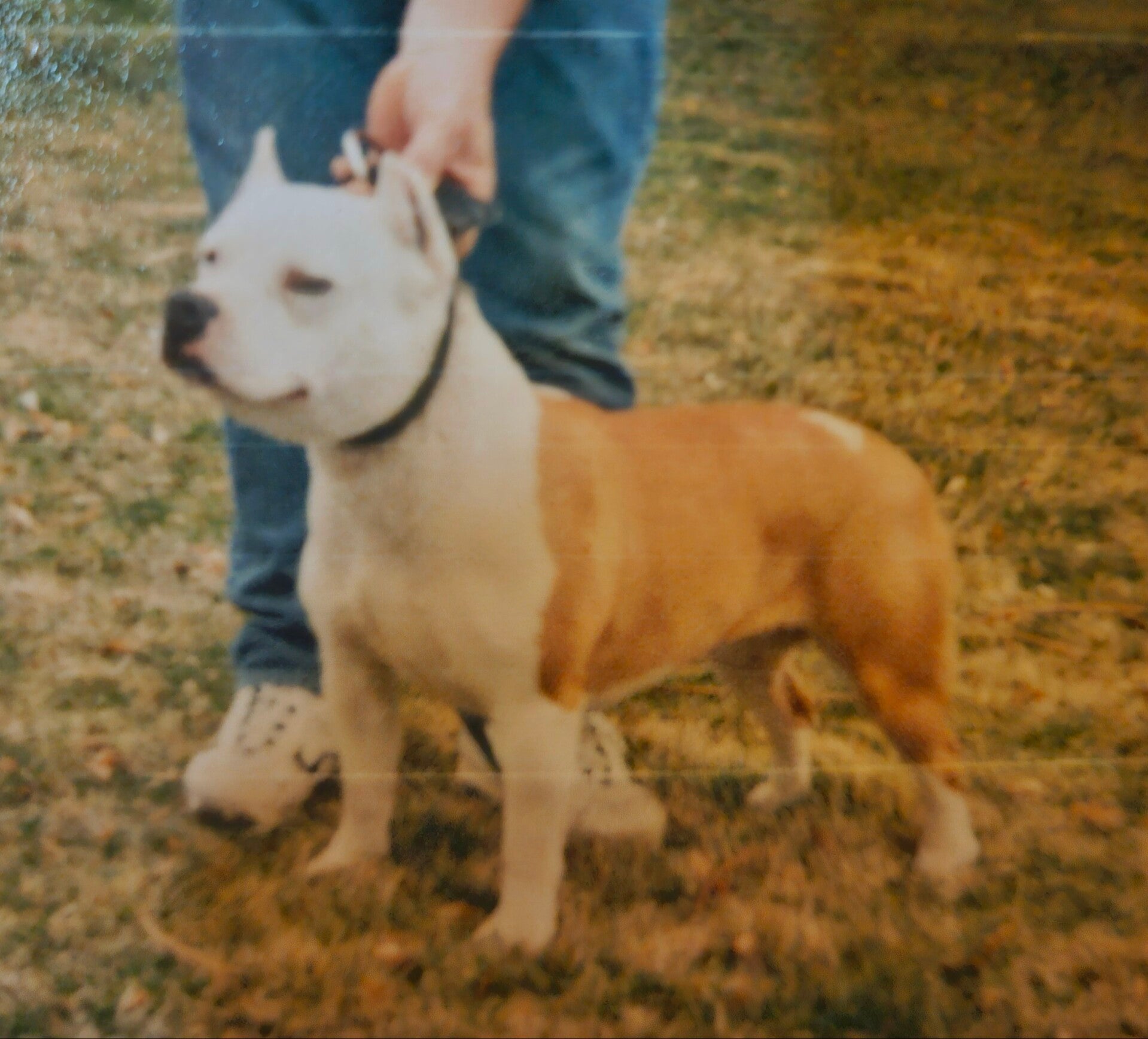 Rumor Has Its Star  UKC American Pit Bull Terrier