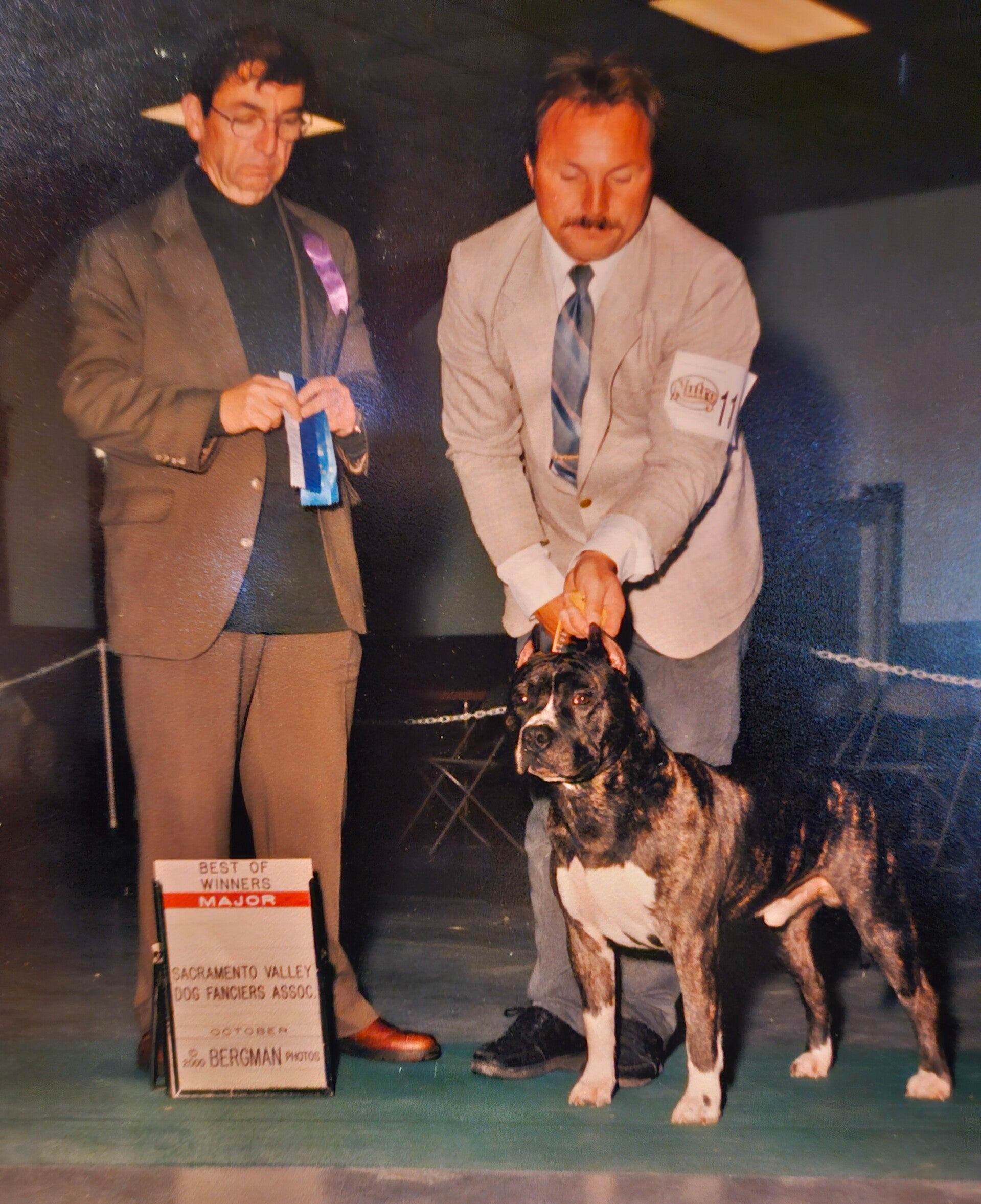 CH. Rumor Has It's Noah Dutch Boy  American Staffordshire Terrier