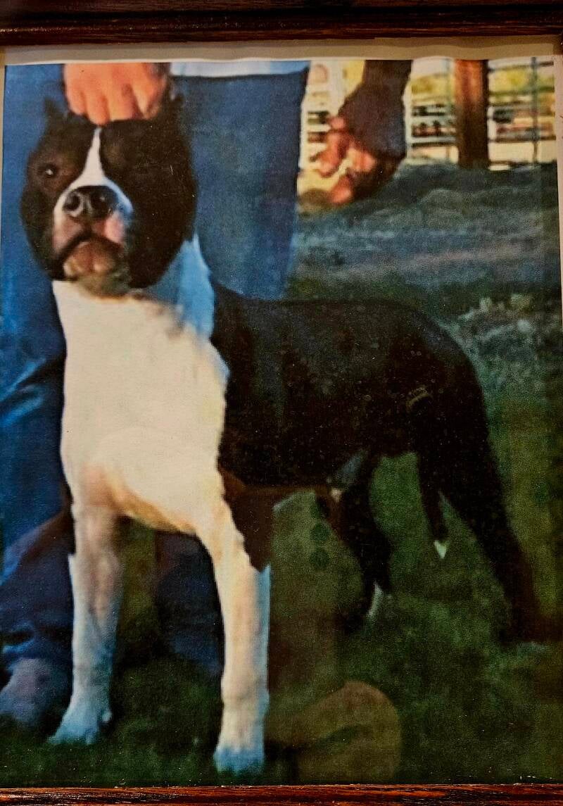 Rumor Has Its Roc,   American Staffordshire Terrier