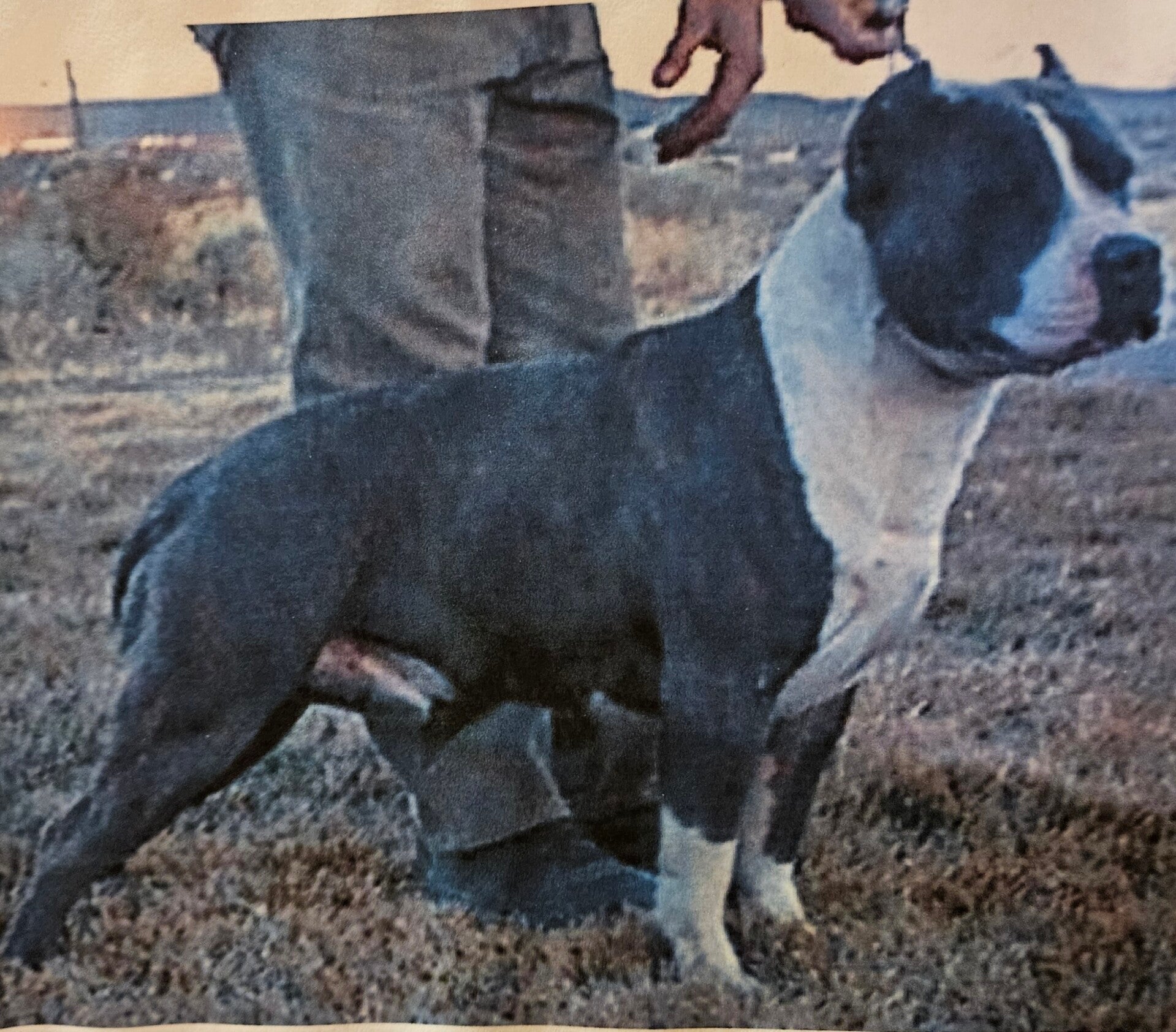 Rumor Has It's Marco   , UKC American Pit Bull Terrier