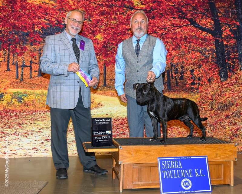  Pinnacle's Then Came Bronson of RHI.  Staffordshire Bull Terrier