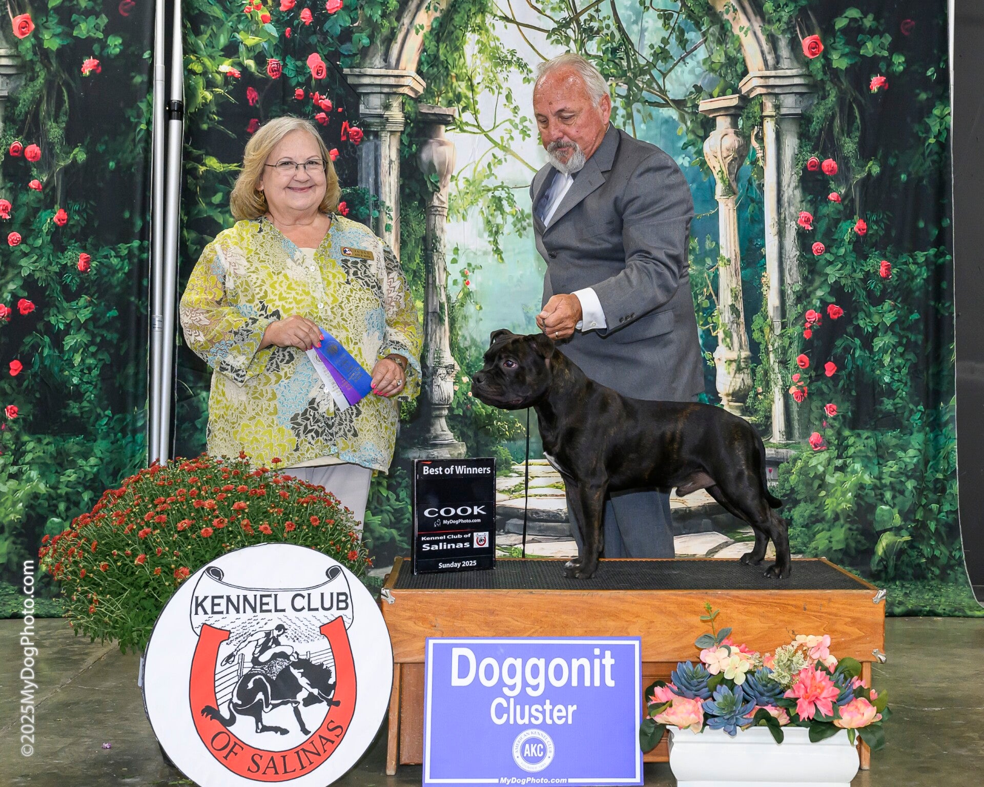 Pinnacle's Then Came Bronson of RHI  / Staffordshire Bull Terrier 