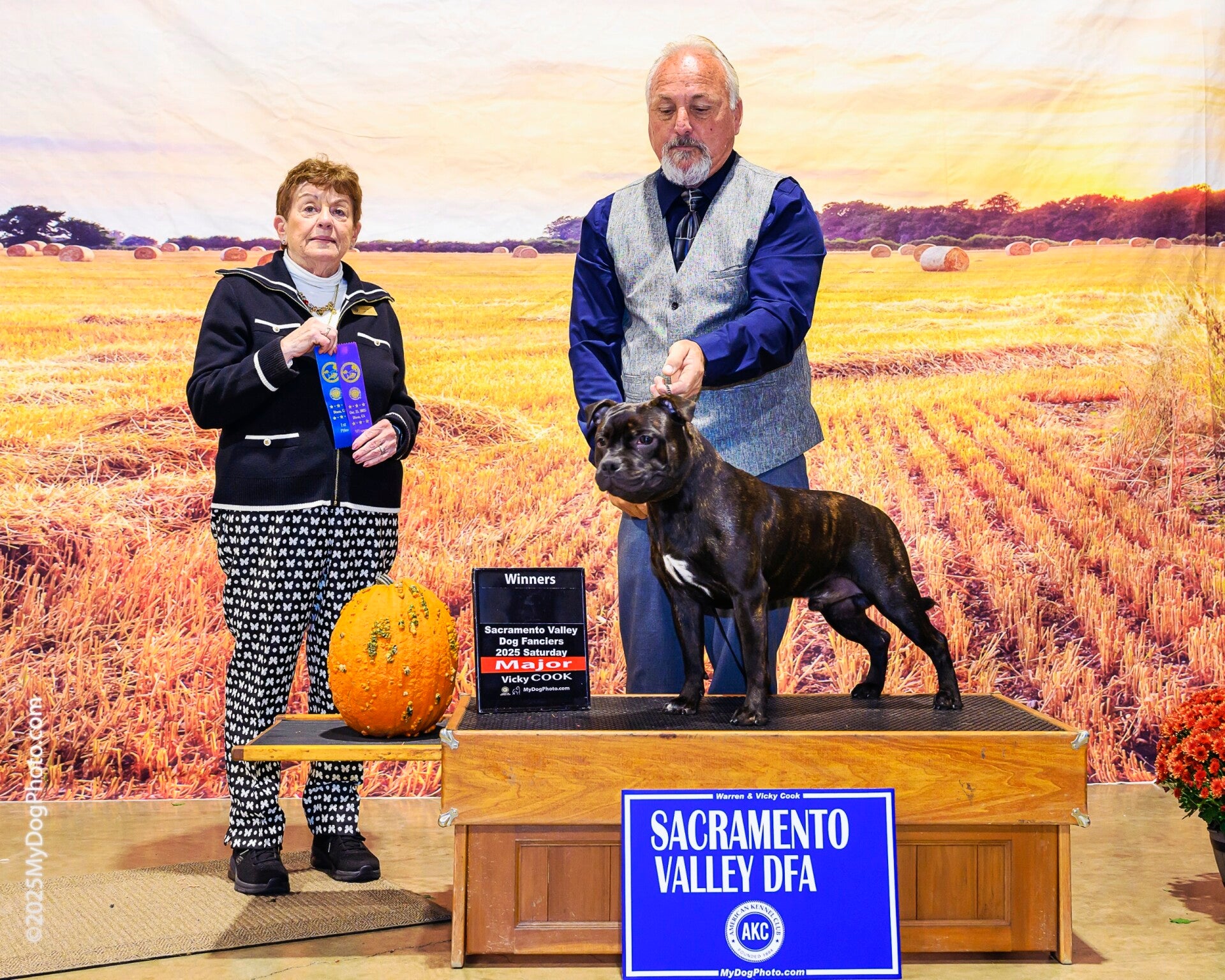 AKC Pinnacle's Then Came Bronson of RHI   Staffordshire Bull Terrier