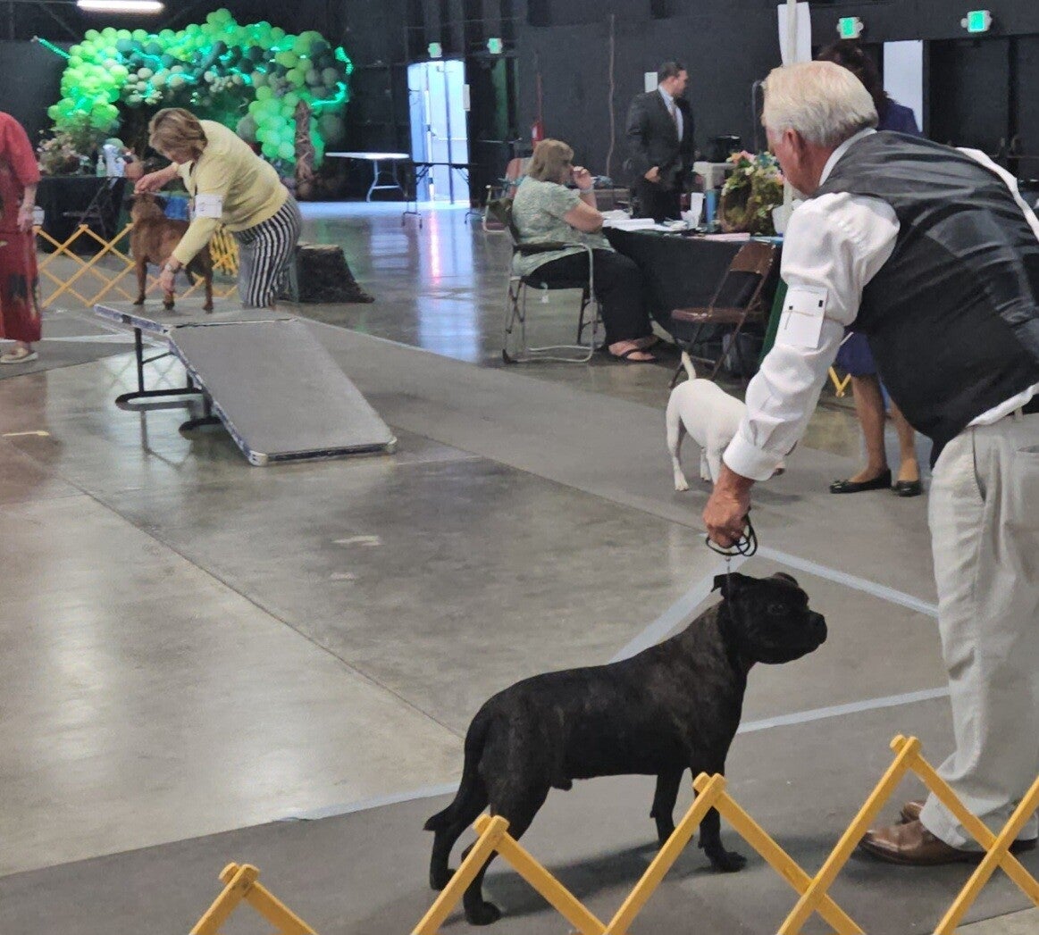 AKC Pinnacle's Then Came Bronson of RHI.   Staffordshire Bull Terrier