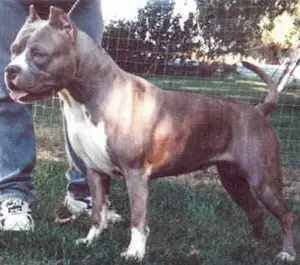 Gaff's Rumor Has It's Mercy,  American Staffordshire Terrier  