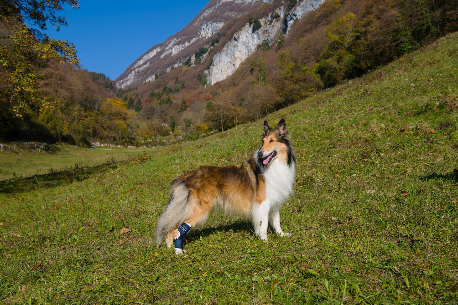 Balto Hock - Enkelbrace