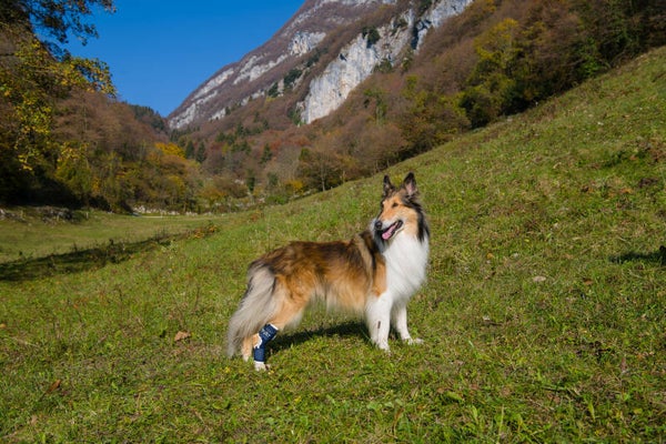 Balto Hock - Enkelbrace