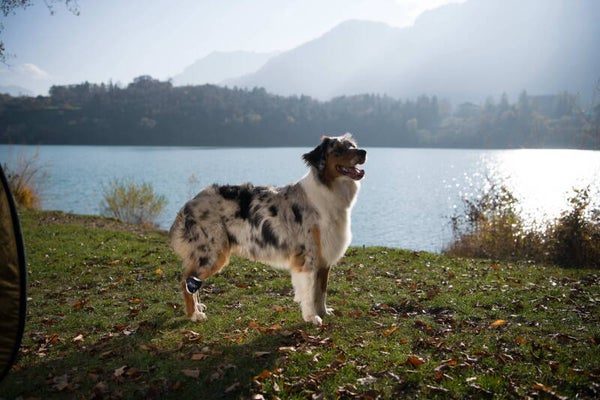 Balto Pull-up / Tenenheffer hond