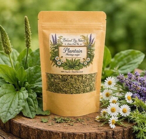 Loose Leaf Plantain “Plantago major” 1oz