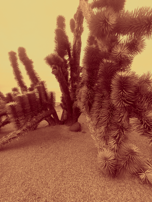 The desert sun      by Mellissa Hoover