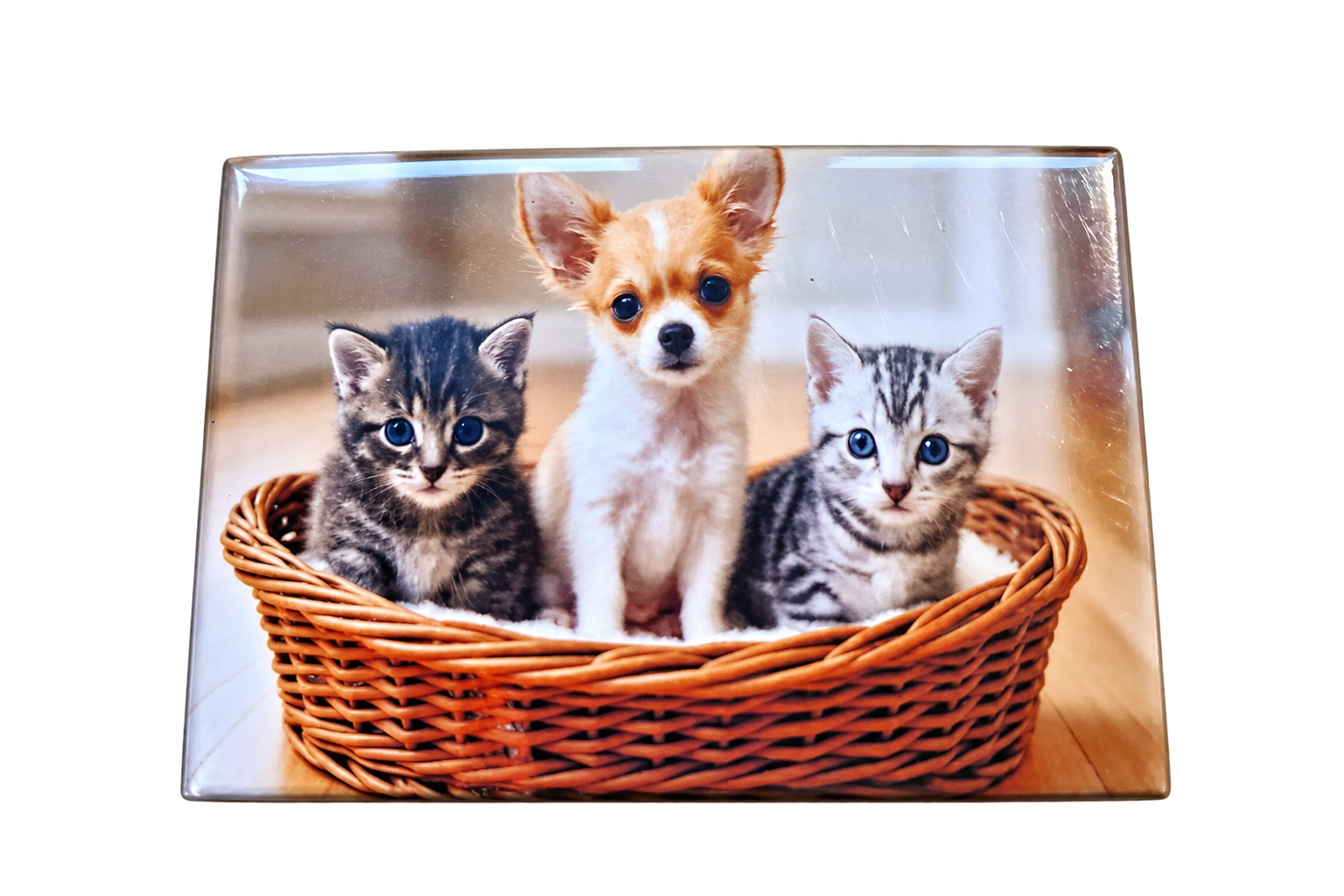 Chien & Chat