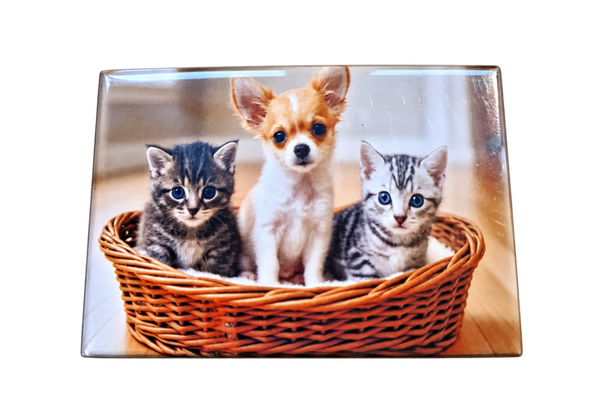 Chien & Chat