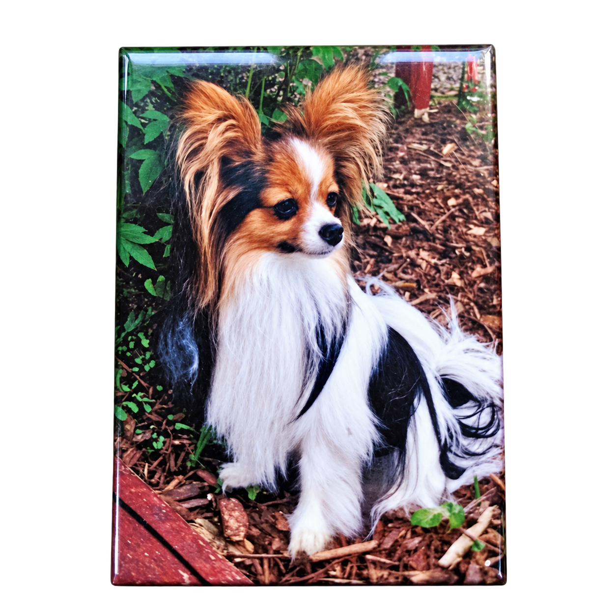 Magnet chien Papillon