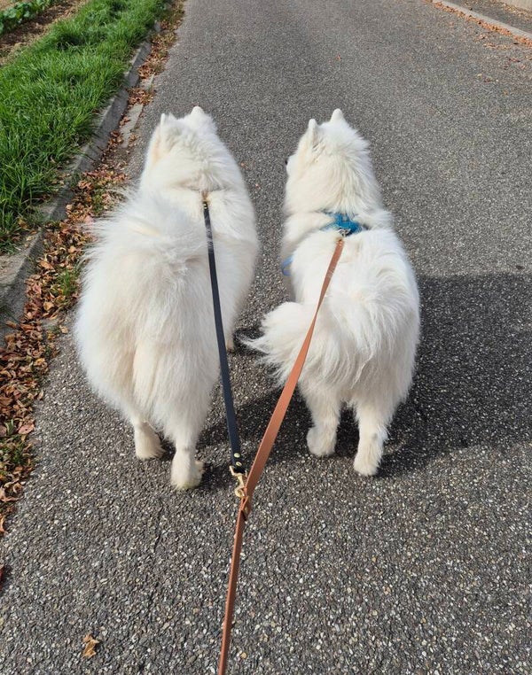 Rallonge 2 ou 3 chiens