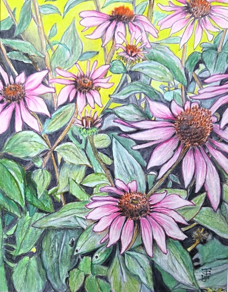 mother-echinacea_floral_horticulture-category-standard-iwwke8.jpg