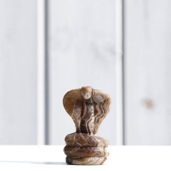 Chocolade Calciet Cobra #761a