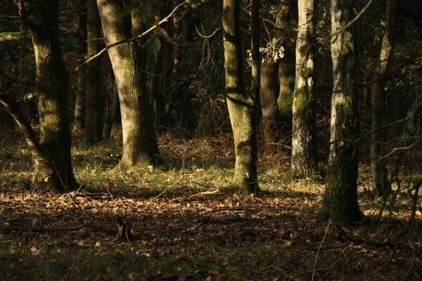 Bos