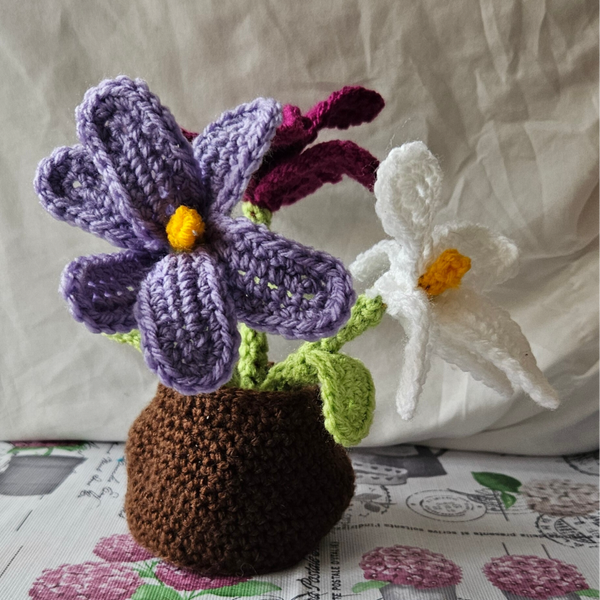 Krokusse mit Zwiebel