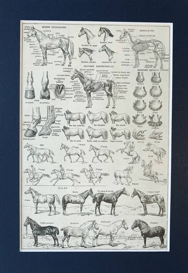 Antique print of Horses’ anatomy, gaits, breeds, and more, 1922