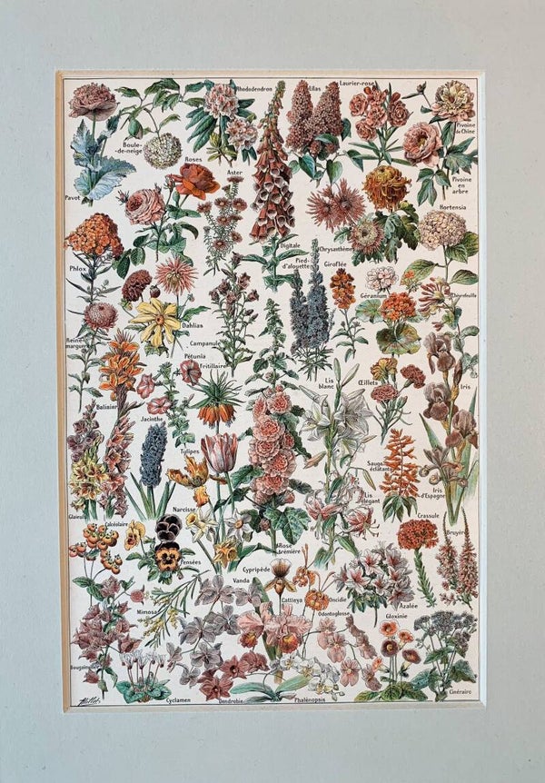 Antique chromo lithograph of flowers, 1922