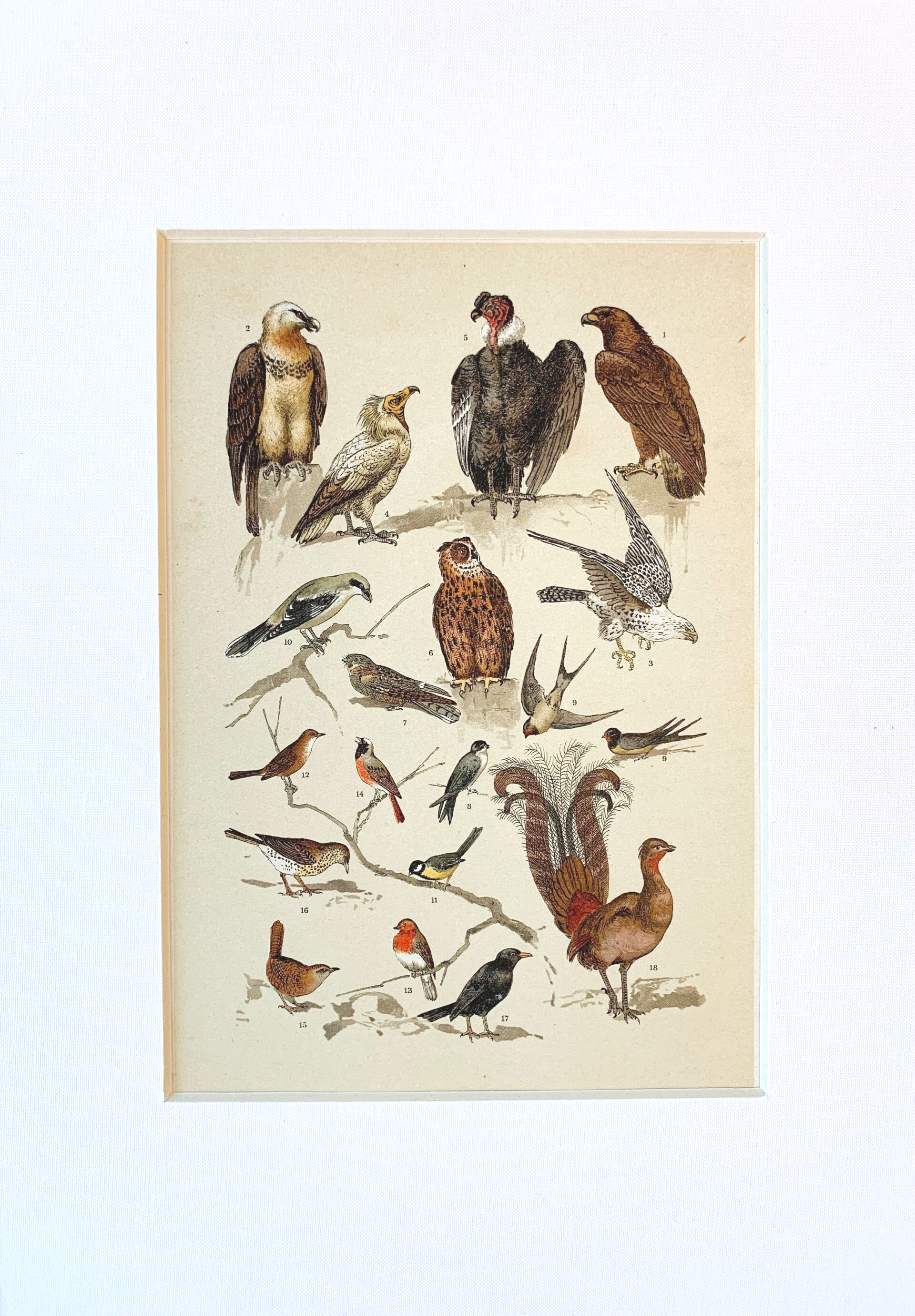 Antique chromo lithograph of birds of prey, song birds, swallows and other birds, 1895