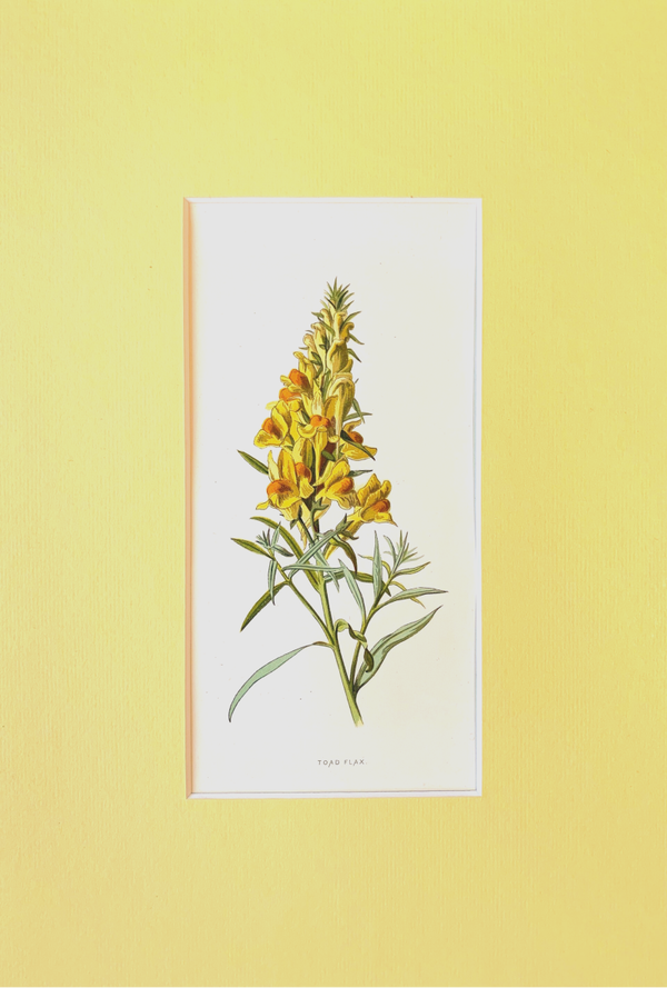 Antique chromo lithograph of the Toad Flax, 1879