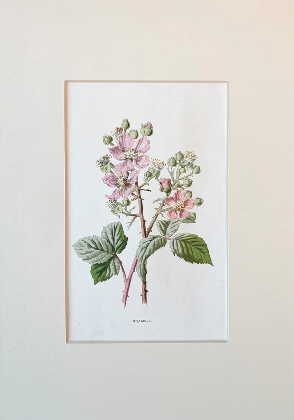 Antique chromo lithograph of the Bramble (Rubus fruticosus), 1879