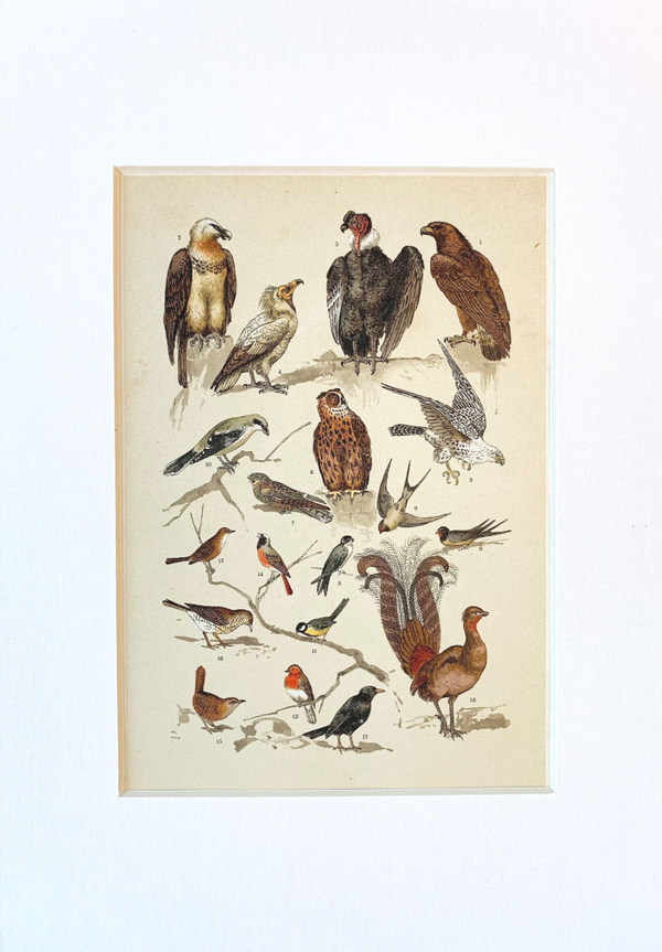 Antique chromo lithograph of birds of prey, song birds, swallows and other birds, 1895