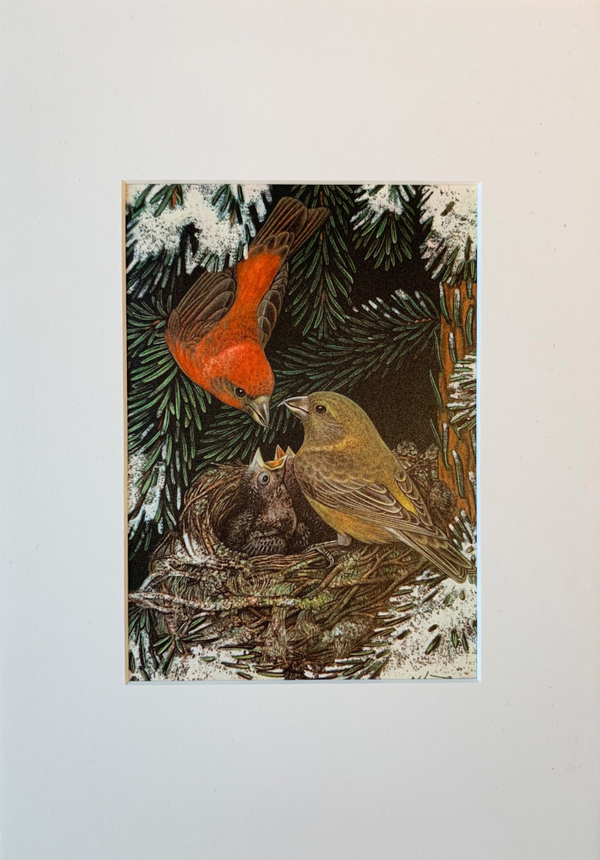Vintage coloured plate of the Red crossbill (Loxia curvirostra)