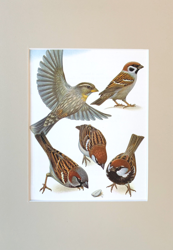 Vintage coloured plate of Sparrow birds