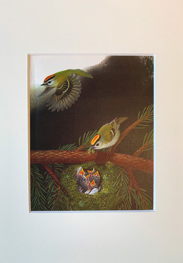 Vintage coloured plate of the Goldcrest (Regulus regulus)