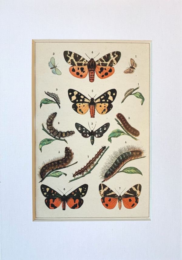 Antique chromo lithograph of the Scarlet tiger and other moths, 1913